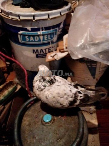 ايموزار كندر حي القصبة - 2