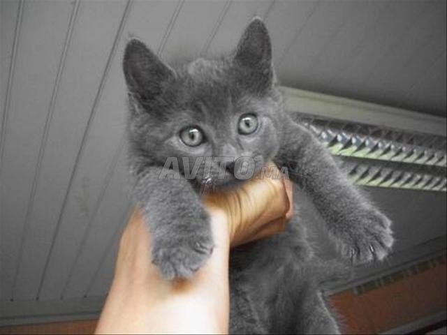 Chatte bébé bleuress