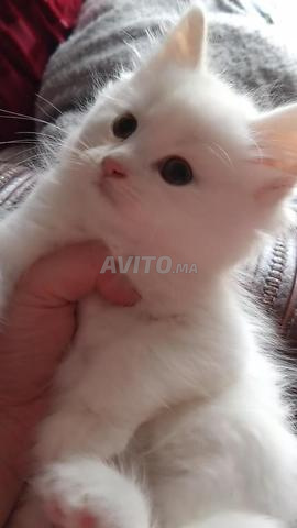 Chatte bébé bleuress - 2