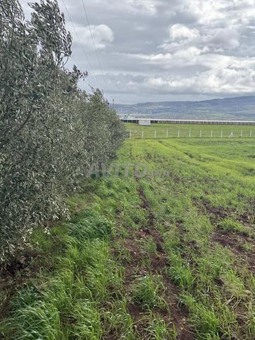 8 هكتارات للبيع - 2