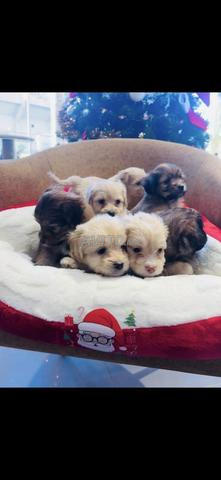 كلاب بيشون الهافانية - 2