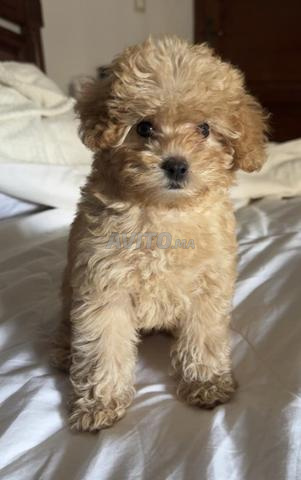 Chiot poodle nain à vendre