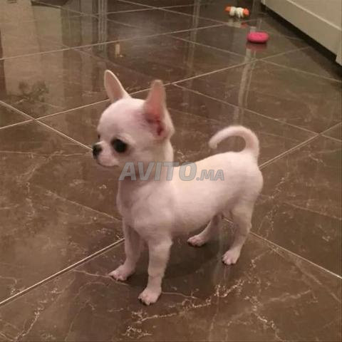 تشيهواهوا مصغر - 2