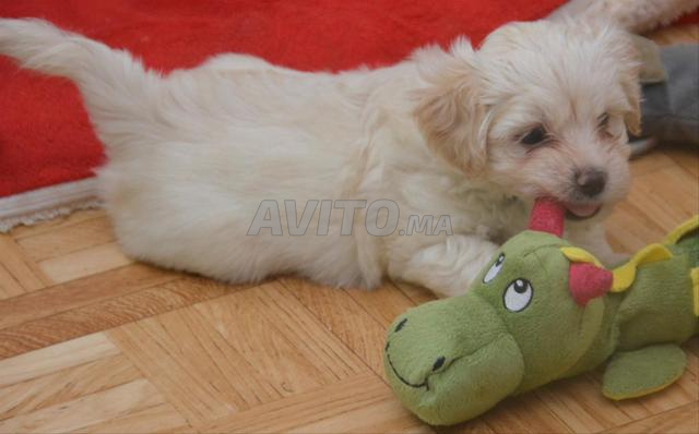 Bichon Maltais Nain - 2