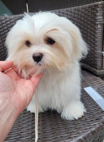 Bichon Maltais Nain