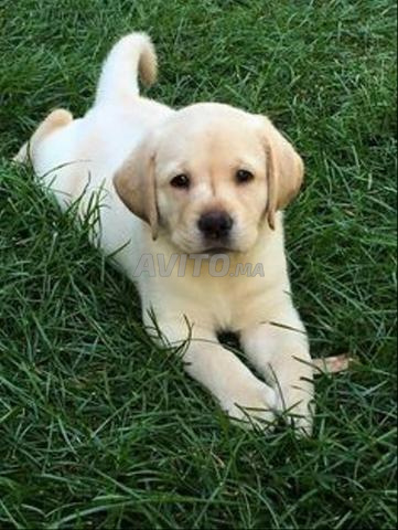 chiots labrador de race pure - 2