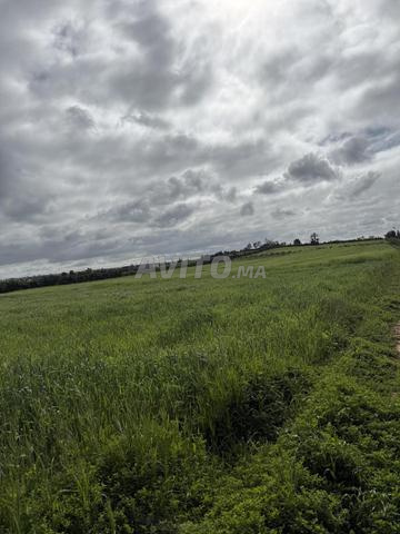 Hectare Titré Foncier Emplacement Magnifique - 2