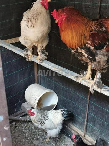 ديوك براهما - 2