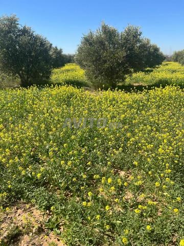 Terrain de 6 hectares près de Souihla