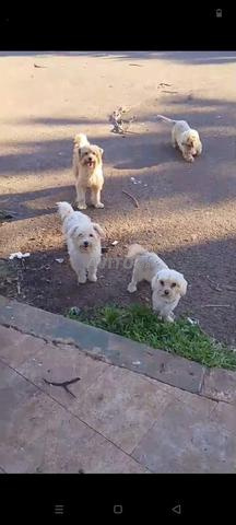 أنثى بيشون بالغة - 2