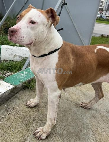 Femelle American Pitbull - 2