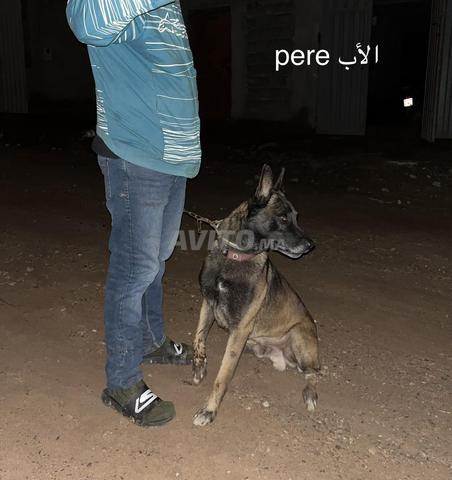 chiots malinois malinois - 2