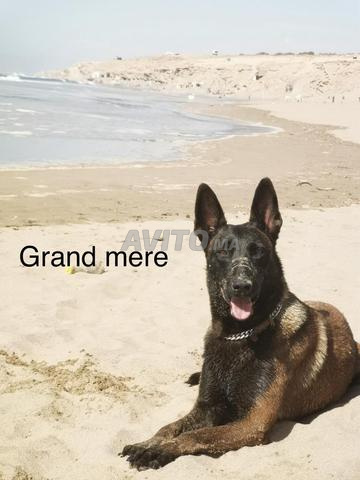 Chiots malinois malinois - 2