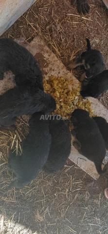 chiots berger allemand - 2