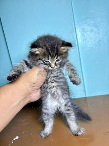 chaton norvégien pure race - 2