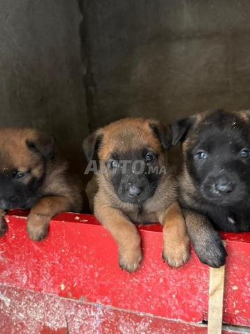 chiots malinois charbonné - 2