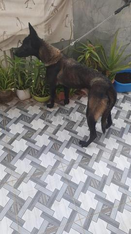 أنثى مالينو ممتازة فحمية سلالة نقية - 2