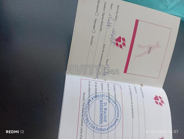 ذكر روتويلر سلالة نقية حجم كبير - 2