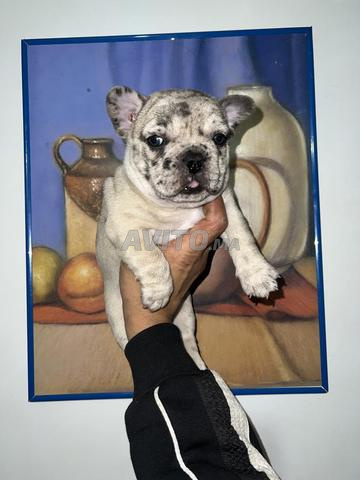 Bulldog français - 2