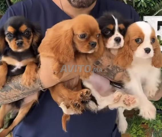 كلب فارس الملك تشارلز