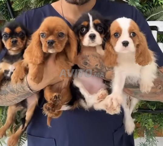 كلب فارس الملك تشارلز - 2