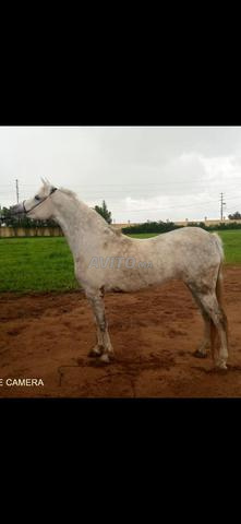 حصان عربي أصيل - 2