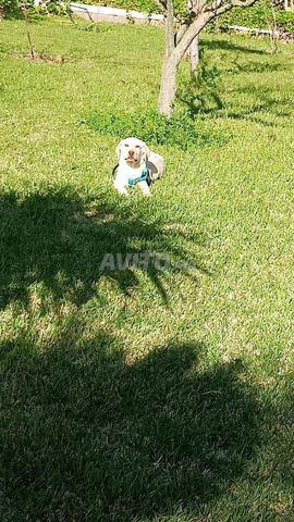 Chien labrador couleur beige - 2