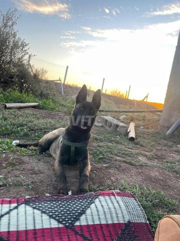 Chien malinois belle couleur - 2