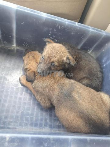 Chiots malinois gratuit