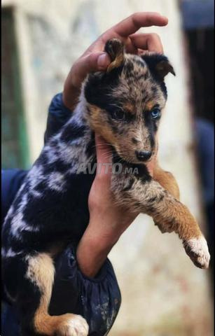 مكناس مرجان2 - 2