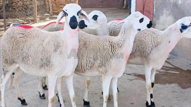 Annuelle Sardiya Mliha Darra