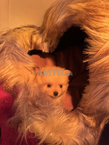 Spitz poméranien - 2