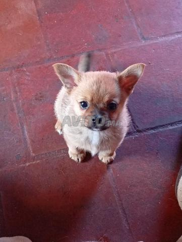 chiot chihuahua mâle  - 2