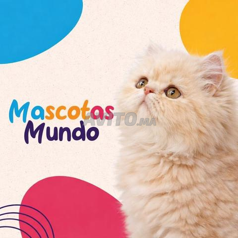 persain race pure beige  - 2