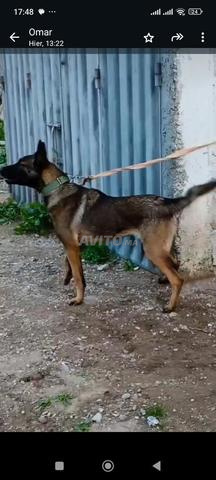 مالينو 7 أشهر