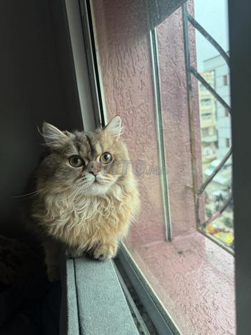 femelle scotish straight - 2