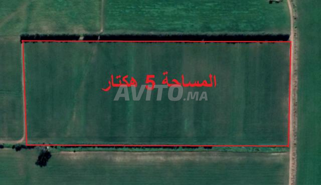 Terrains agricoles titrés près d'Azemmour - 2