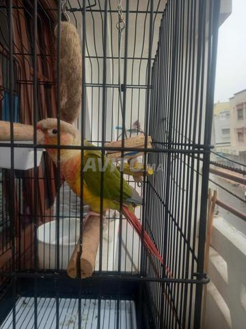 peroke molina bien dresser - 2