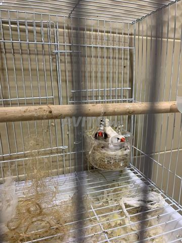 Oiseaux zébra en cage