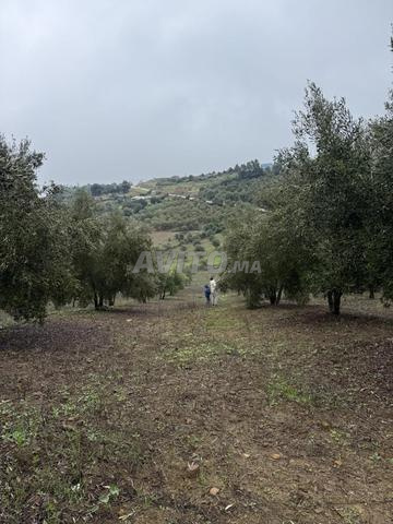 زيت زيتون بكر ممتاز نقي - جودة ممتازة - 2