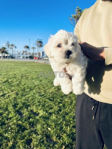 bichon maltais  - 2