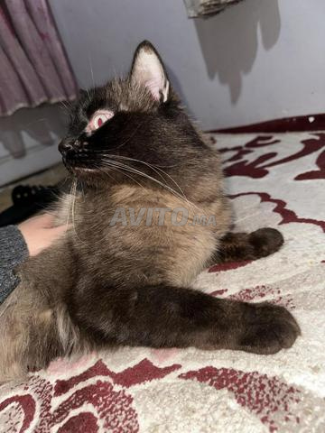 Chat siamois pure race 