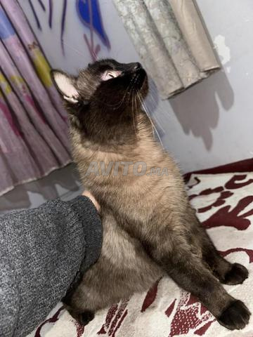 Chat siamois pure race  - 2