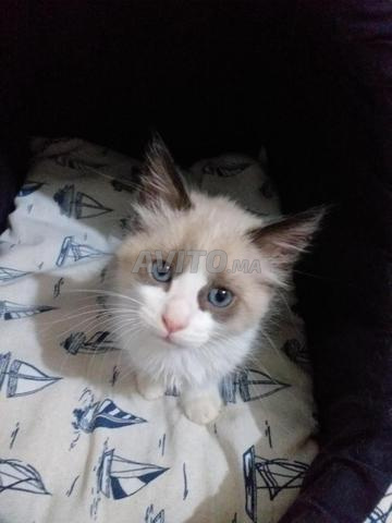 Snowshoe à poils longs  - 2