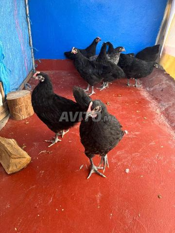 10 دجاجات أوسترالورب أصيلة (أسود ورمادي)  - 2