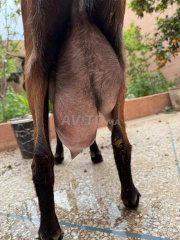 Chevre Alpine laitiere avec chevret female - 2