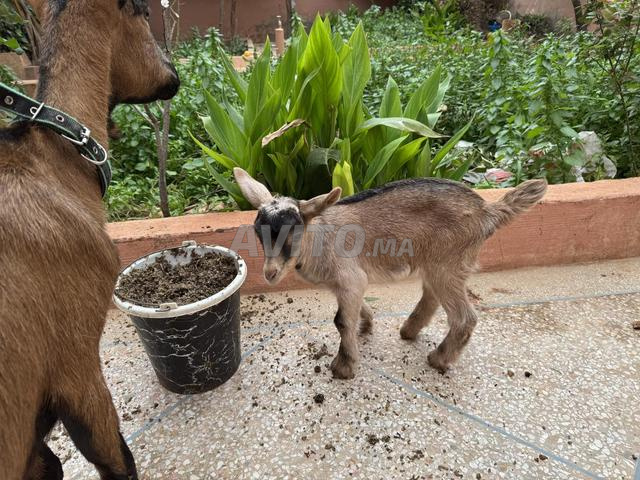 Chevre Alpine laitiere avec chevret female