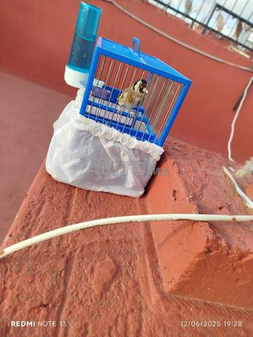 Chardonneret élégant  - 2