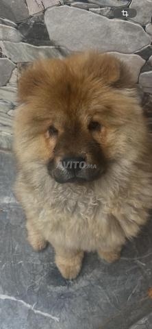 chow chow femelle - 2