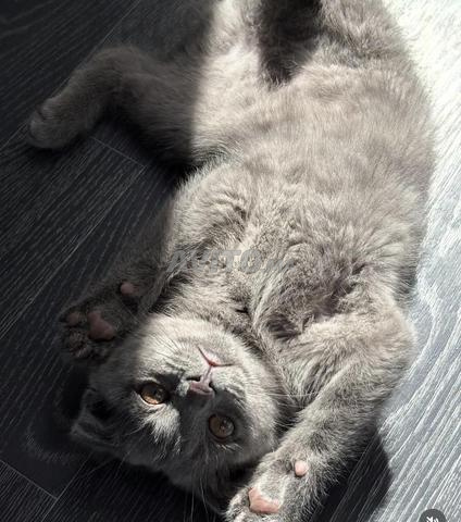Scottish Fold kitten  - 2